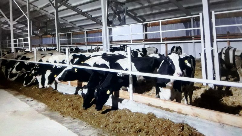 Племзавод имени Дзержинского получит возмещение затрат на строительство молочно-товарной фермы для крупного рогатого скота