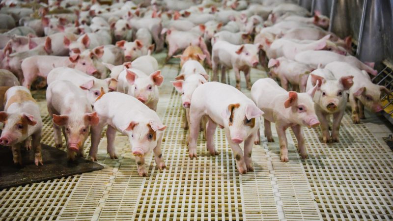В Ивановской области растет производство свинины благодаря реализации крупных проектов в животноводстве