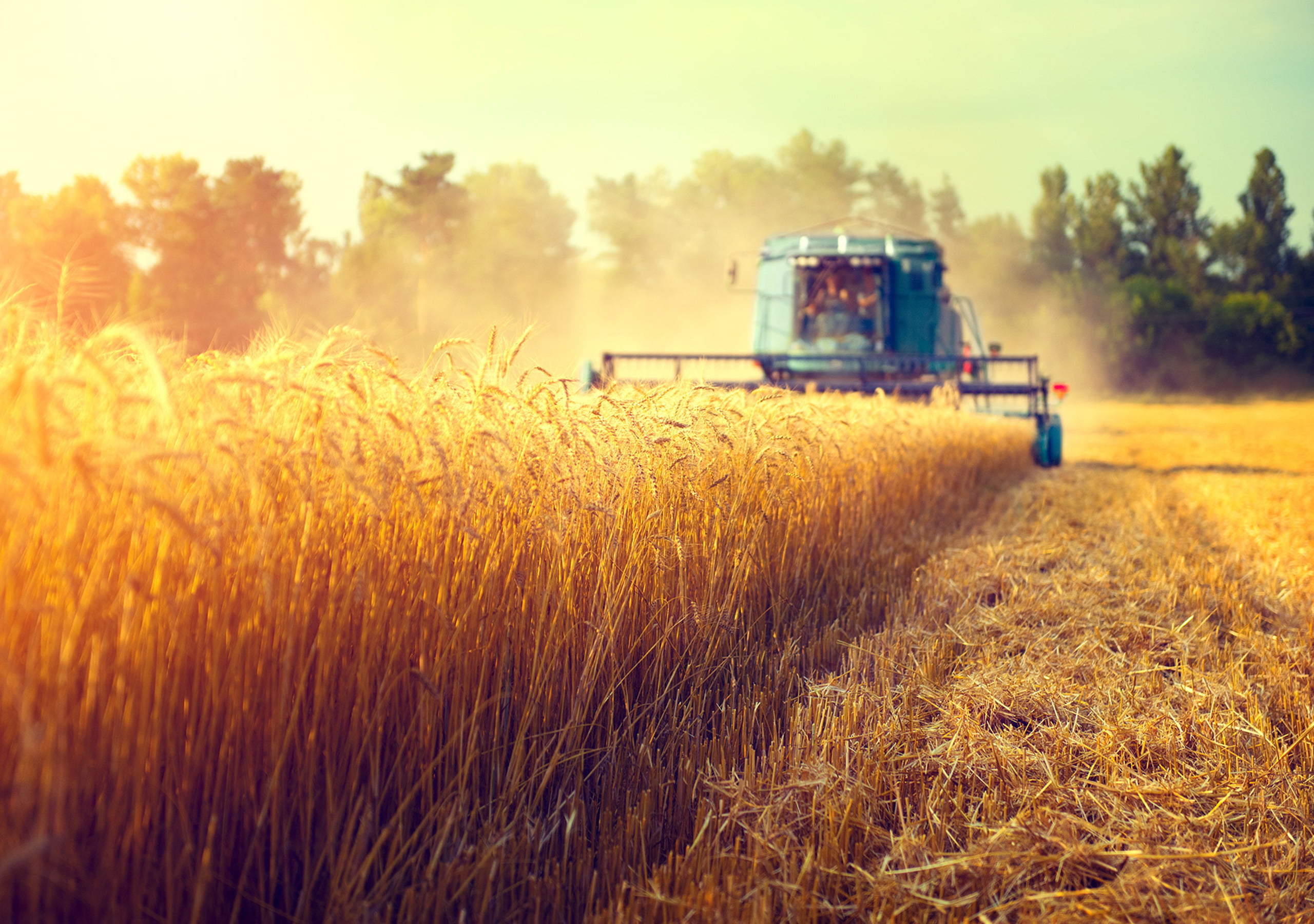 С начала уборочной кампании в Ивановской области собрано порядка 28 тыс. тонн зерна
