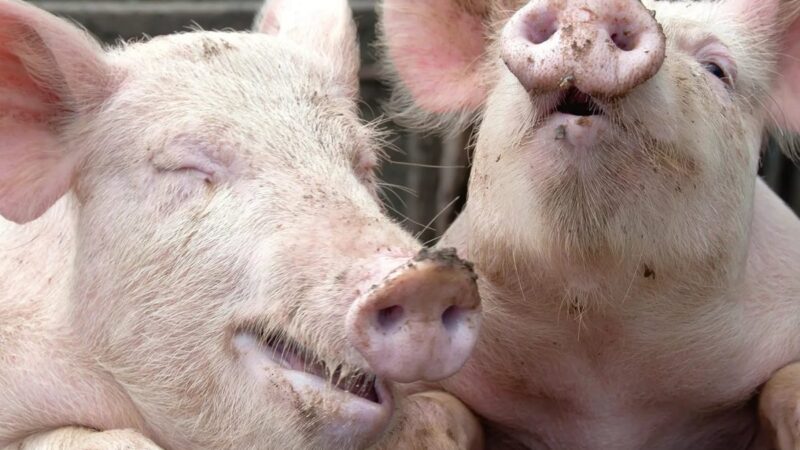 Объем производства мяса свиней в Ивановской области  вырос в 7,5 раз.