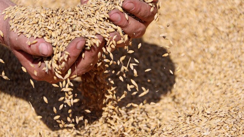 Аграриев региона поддержат за счет нового механизма зернового демпфера