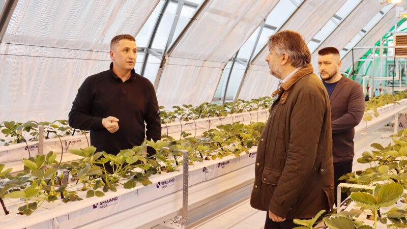 Фермер в Тейковском районе с помощью средств грантовой поддержки реализует проект по круглогодичному выращиванию  ягод