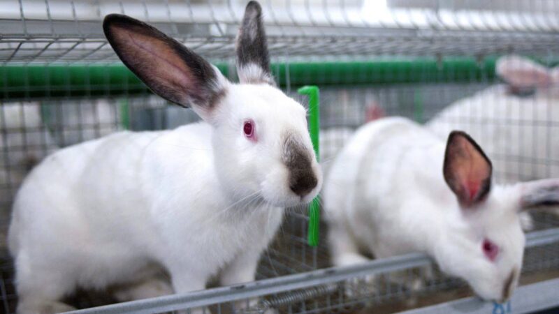 С помощью средств гранта «Агростартап» в Приволжском районе выстроили кроликоферму