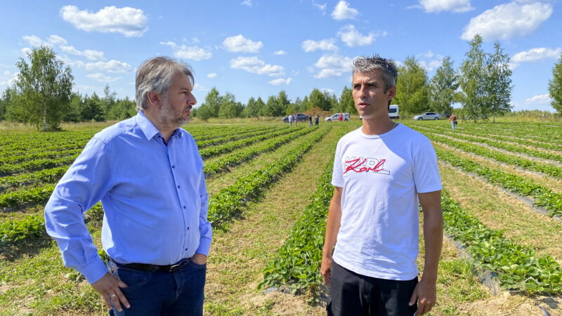 В Юрьвецком районе фермер развивает проект по выращиванию клубники, используя меры господдержки