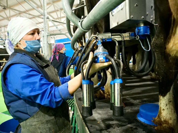В Ивановской области за 2023 год выросло производство молока и продуктивность