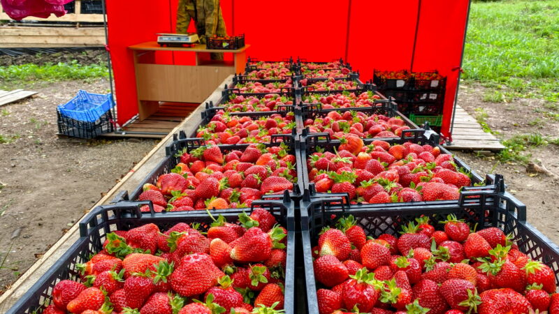 В Ивановской области более чем вдвое выросло производство ягод