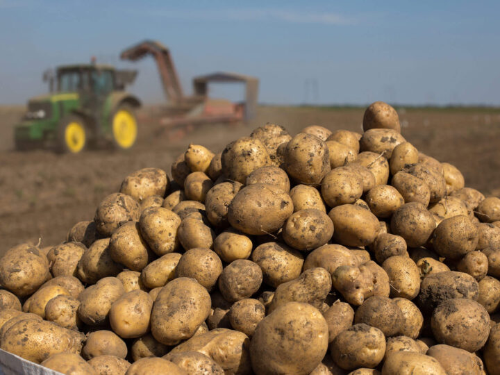 В Ивановской области почти на 20% увеличилось производство картофеля