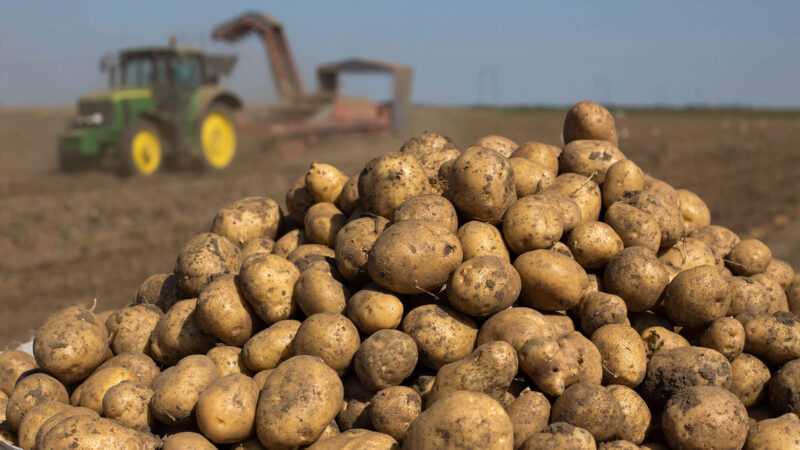 В Ивановской области почти на 20% увеличилось производство картофеля