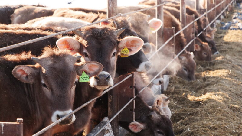 Для сельхозпроизводителей Ивановской области доступно агрострахование с господдержкой